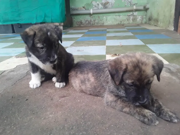 Cachorro ra a Viralata idade Abaixo de 2 meses nome Bolinhas