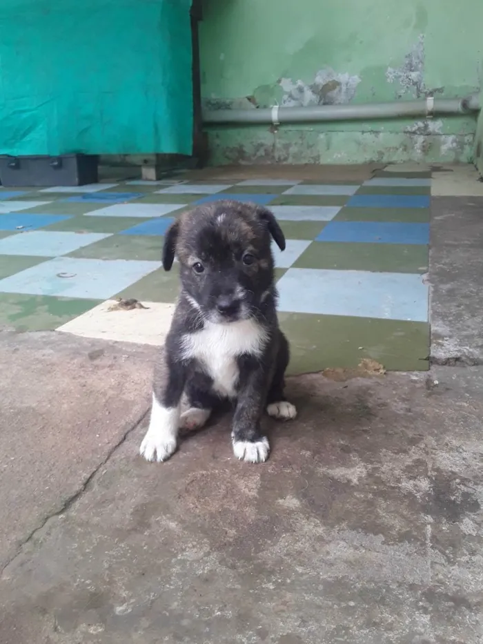 Cachorro ra a Viralata idade Abaixo de 2 meses nome Bolinhas