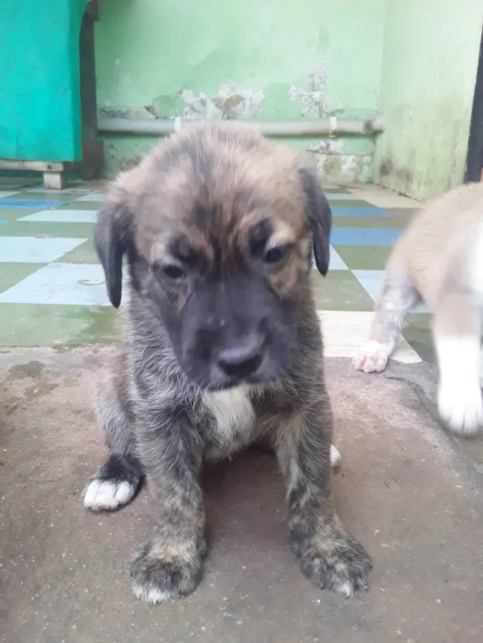 Cachorro ra a Viralata idade Abaixo de 2 meses nome Bolinhas