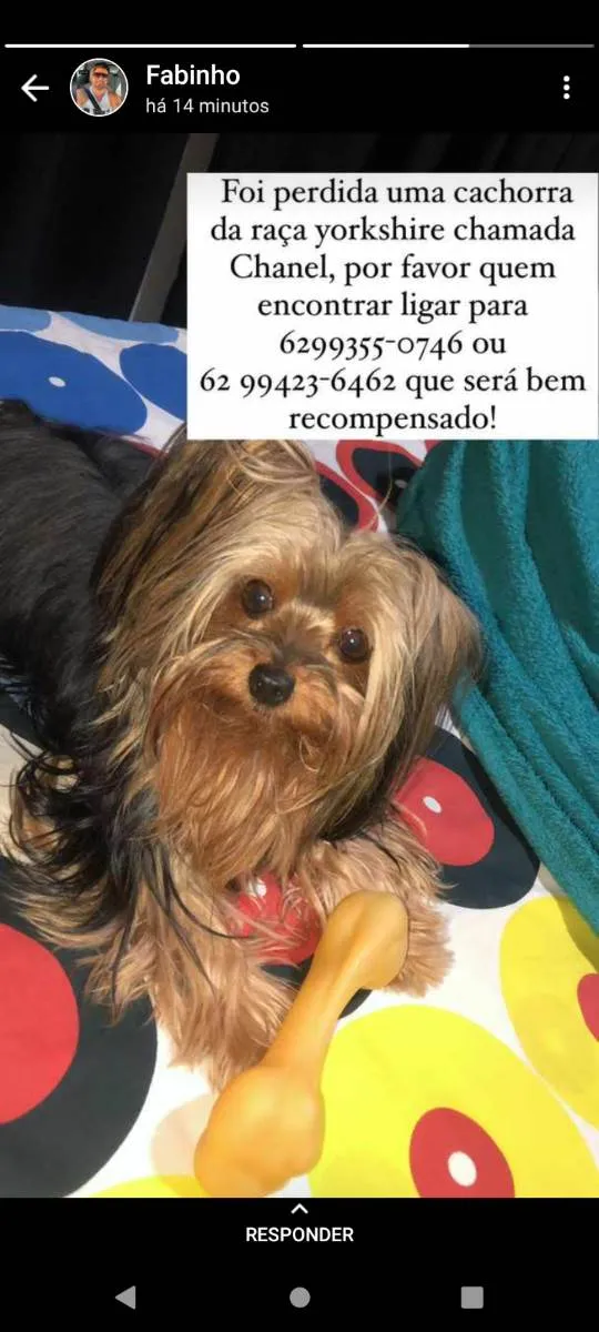 Cachorro ra a Yorkshire  idade 5 anos nome chanel