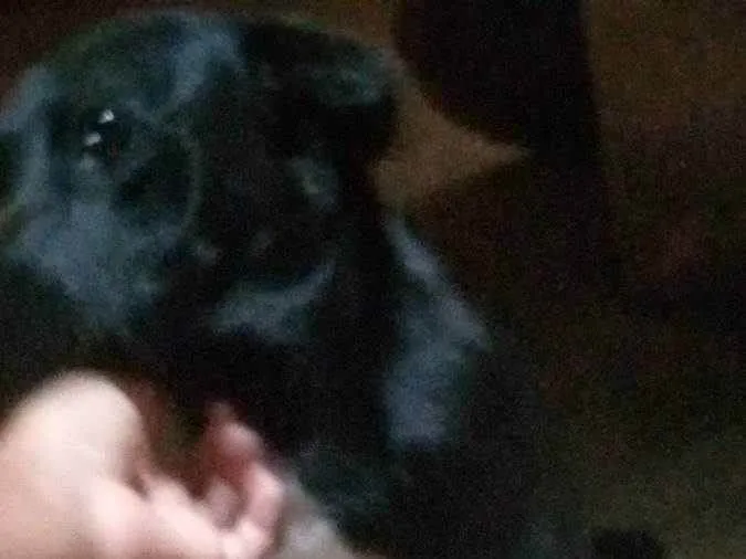 Cachorro ra a Vira lata idade 3 anos nome Dalila