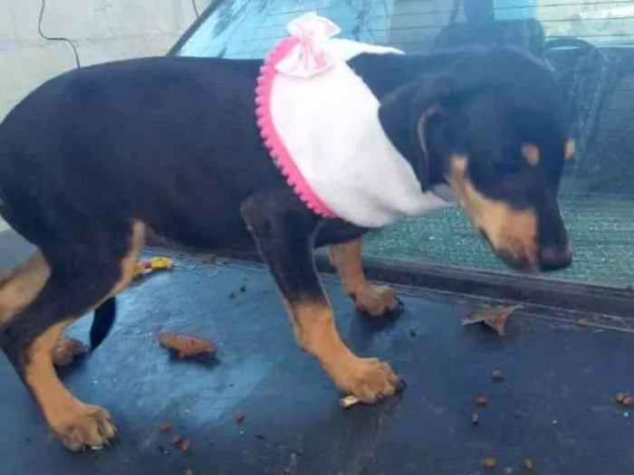 Cachorro raça SRD idade 2 a 6 meses nome Bob 