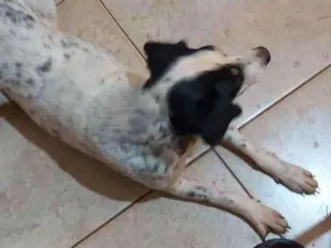 Cachorro raça Sem raça definida  idade 3 anos nome Branquinha 