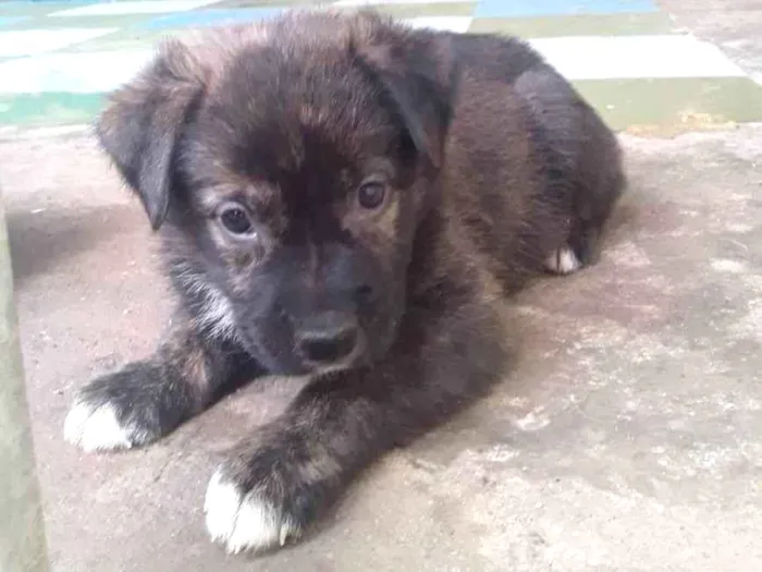 Cachorro ra a Viralata idade Abaixo de 2 meses nome Bolinhas