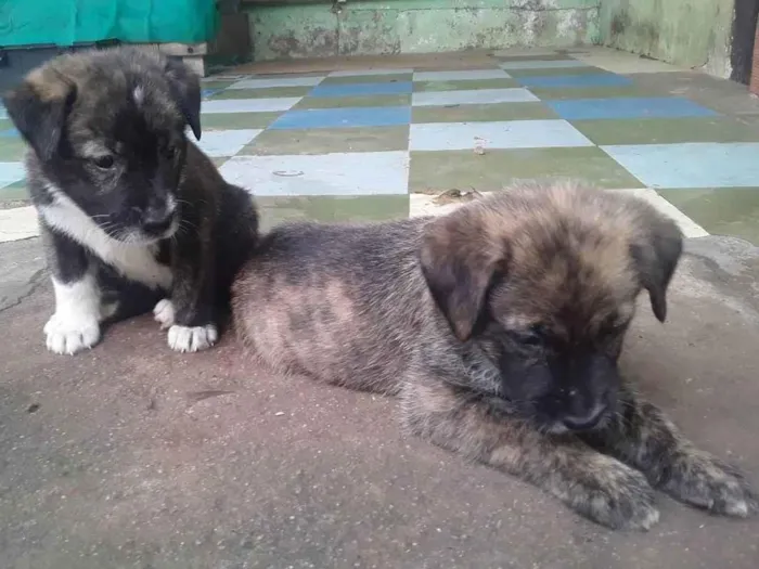 Cachorro ra a Viralata idade Abaixo de 2 meses nome Bolinhas