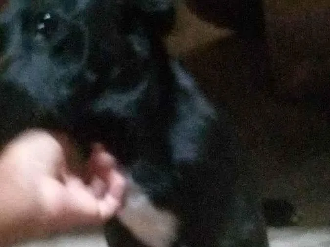 Cachorro ra a Vira lata idade 3 anos nome Dalila