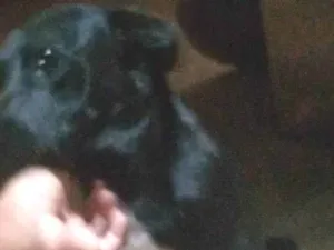 Cachorro raça Vira lata idade 3 anos nome Dalila