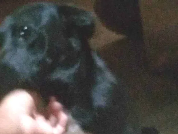 Cachorro ra a Vira lata idade 3 anos nome Dalila