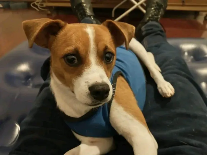Cachorro ra a Não definida idade 1 ano nome Spark