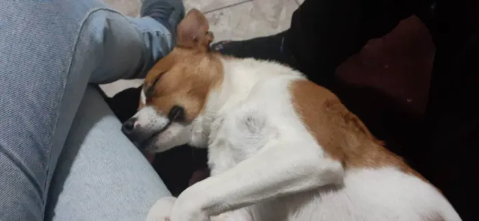 Cachorro ra a Não definida idade 1 ano nome Spark