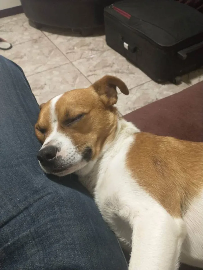 Cachorro ra a Não definida idade 1 ano nome Spark