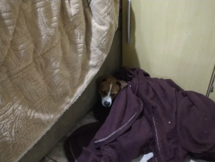 Cachorro ra a Não definida idade 1 ano nome Spark