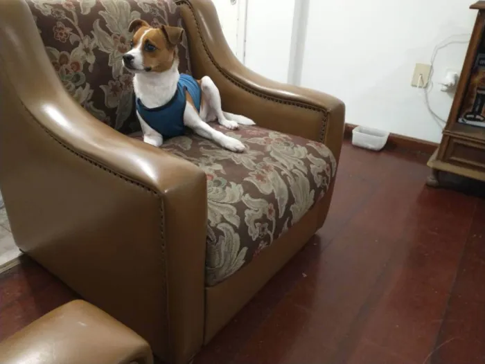 Cachorro ra a Não definida idade 1 ano nome Spark