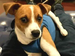 Cachorro raça Não definida idade 1 ano nome Spark