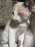 Três gatos filhotes 