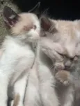Três gatos filhotes 