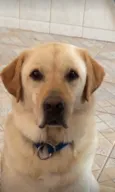 Cachorro raça Labrador puro idade 5 anos nome Thor