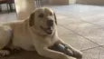 Cachorro raça Labrador puro idade 5 anos nome Thor