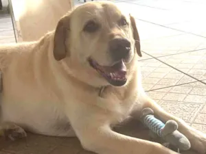 Cachorro raça Labrador puro idade 5 anos nome Thor