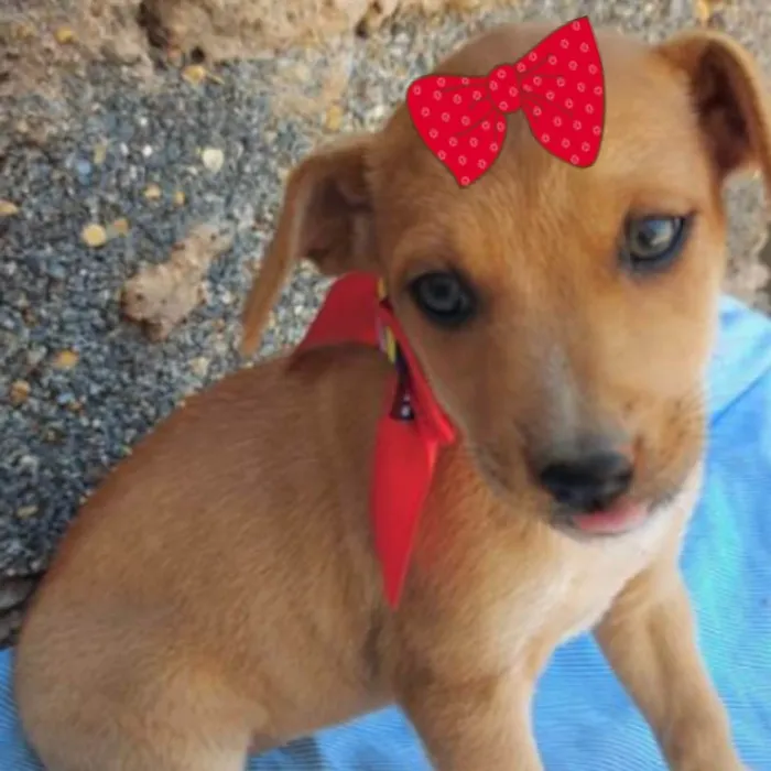 Cachorro ra a Mestiça  idade 2 a 6 meses nome Bebela 