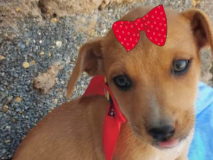 Cachorro ra a Mestiça  idade 2 a 6 meses nome Bebela 