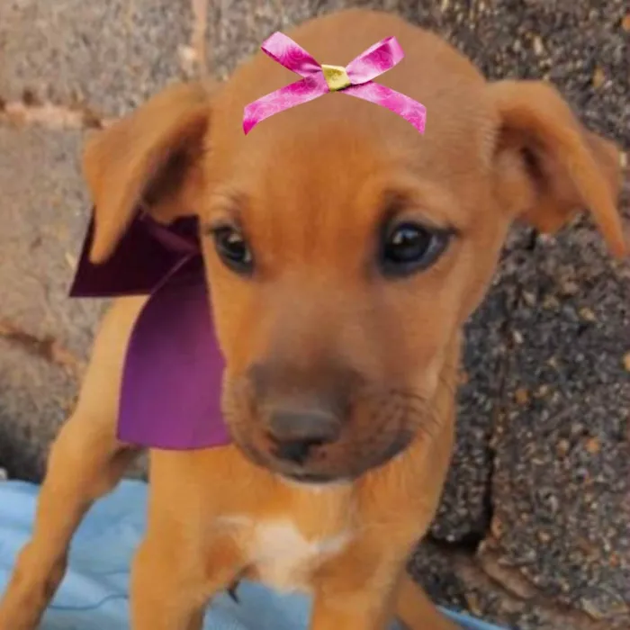 Cachorro ra a Mestiça  idade 2 a 6 meses nome Cacau 