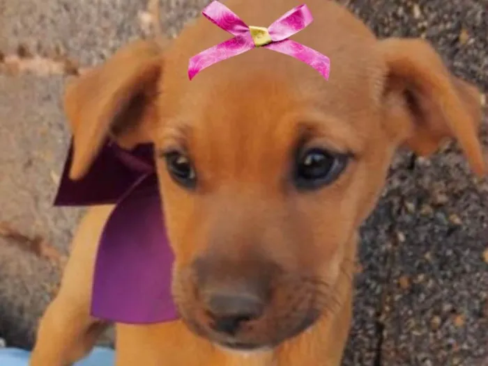 Cachorro ra a Mestiça  idade 2 a 6 meses nome Cacau 