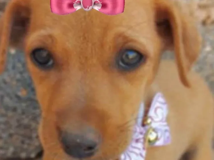 Cachorro ra a Mestiça  idade 2 a 6 meses nome Amora 
