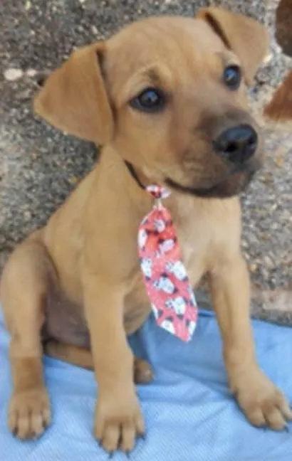 Cachorro ra a Mestiço  idade 2 a 6 meses nome Valentin 