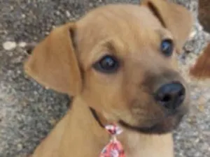 Cachorro raça Mestiço  idade 2 a 6 meses nome Valentin 