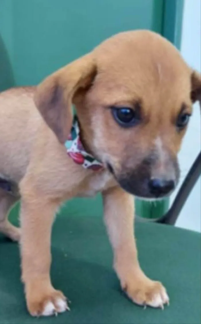 Cachorro ra a Mestiço  idade 2 a 6 meses nome Magoo 