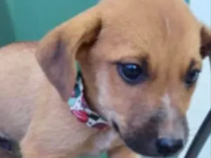 Cachorro raça Mestiço  idade 2 a 6 meses nome Magoo 