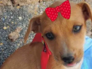Cachorro raça Mestiça  idade 2 a 6 meses nome Bebela 