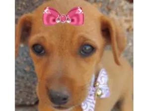 Cachorro raça Mestiça  idade 2 a 6 meses nome Amora 
