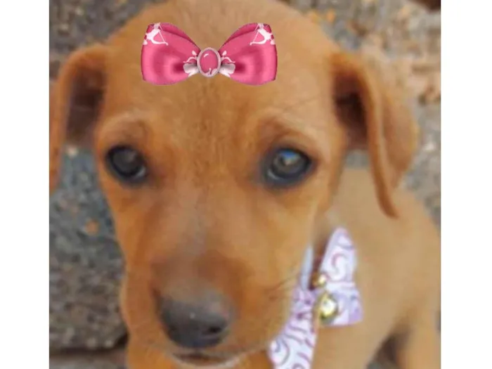 Cachorro ra a Mestiça  idade 2 a 6 meses nome Amora 