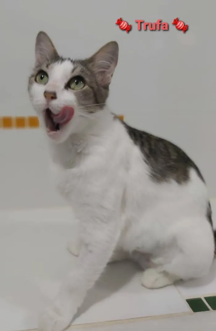 Gato ra a srd tricolor idade 2 a 6 meses nome ** Trufa **