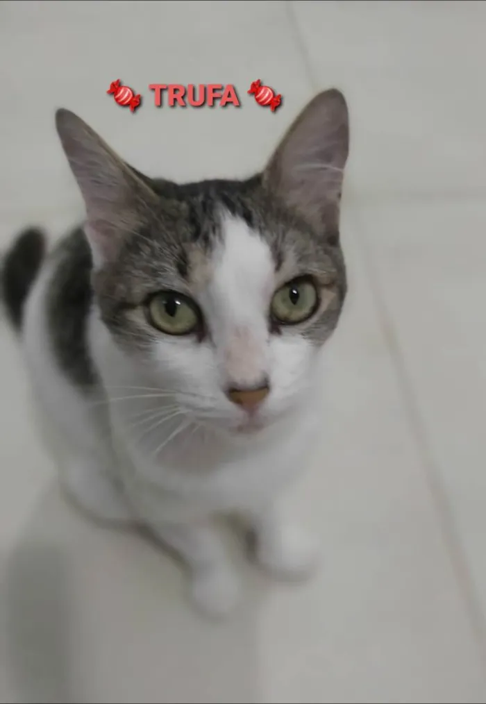 Gato ra a srd tricolor idade 2 a 6 meses nome ** Trufa **