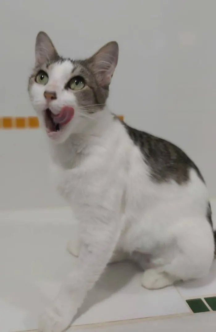 Gato ra a srd tricolor idade 2 a 6 meses nome ** Trufa **