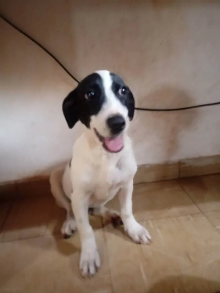 Cachorro ra a Vira-Lata com Salsicha idade 2 a 6 meses nome Romeu