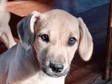 Cachorro raça Srd idade 2 a 6 meses nome Teddy 