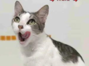 Gato raça srd tricolor idade 2 a 6 meses nome ** Trufa **