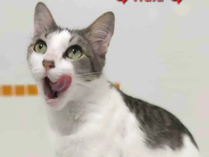 Gato ra a srd tricolor idade 2 a 6 meses nome ** Trufa **