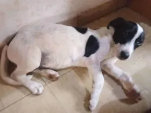 Cachorro raça Vira-Lata com Salsicha idade 2 a 6 meses nome Romeu