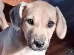 Cachorro raça Srd idade 2 a 6 meses nome Teddy 