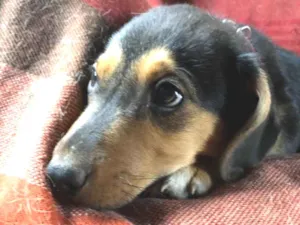 Cachorro raça Srd idade 2 a 6 meses nome Bruce