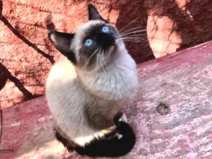 Gato raça Srd idade 2 a 6 meses nome Fofucho 