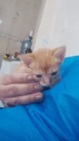 Irmãozinhos Bebês