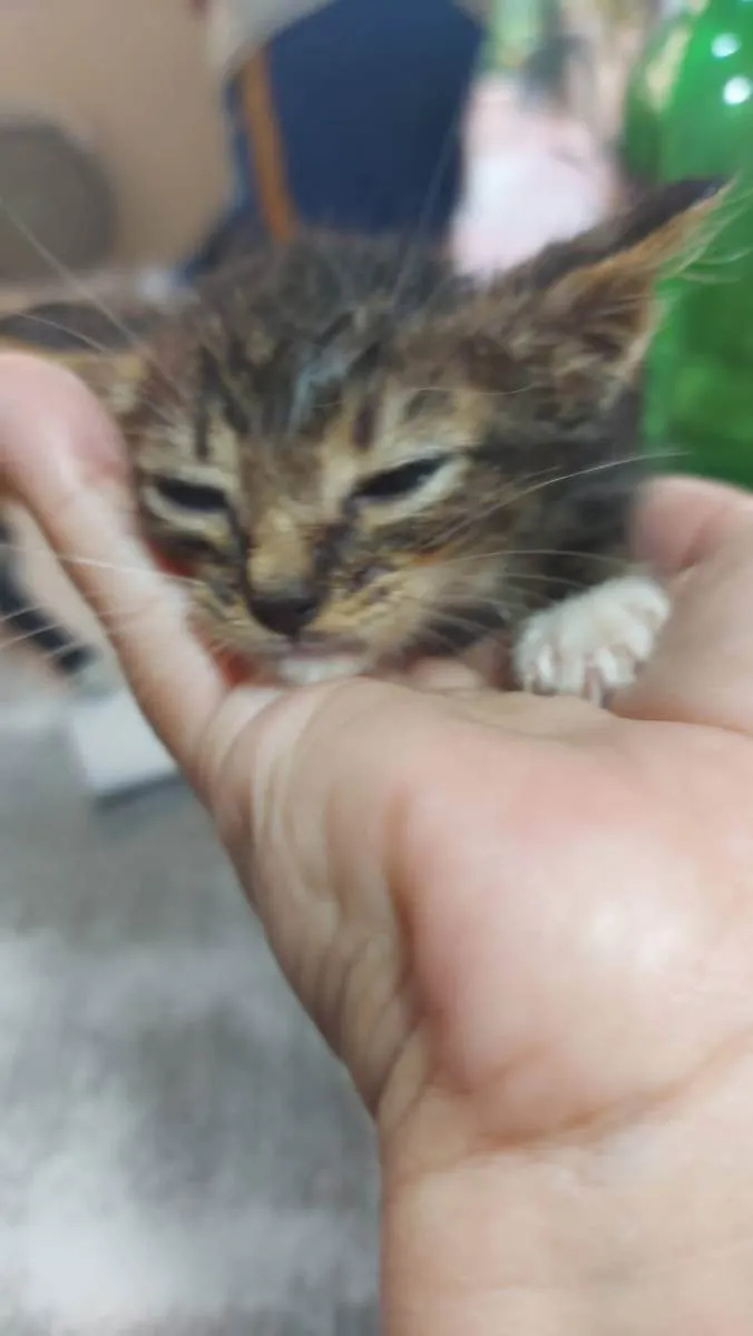 Gato ra a srd idade Abaixo de 2 meses nome Irmãozinhos Bebês