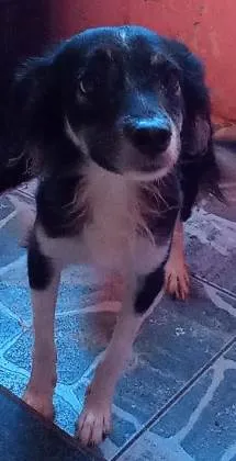 Cachorro ra a Vira Lata idade 2 anos nome Bilidin