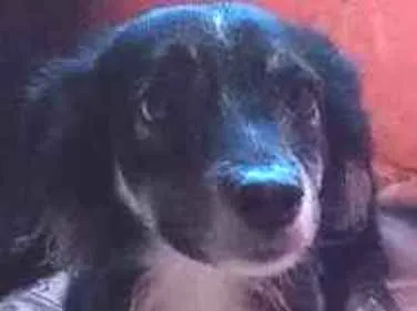 Cachorro ra a Vira Lata idade 2 anos nome Bilidin